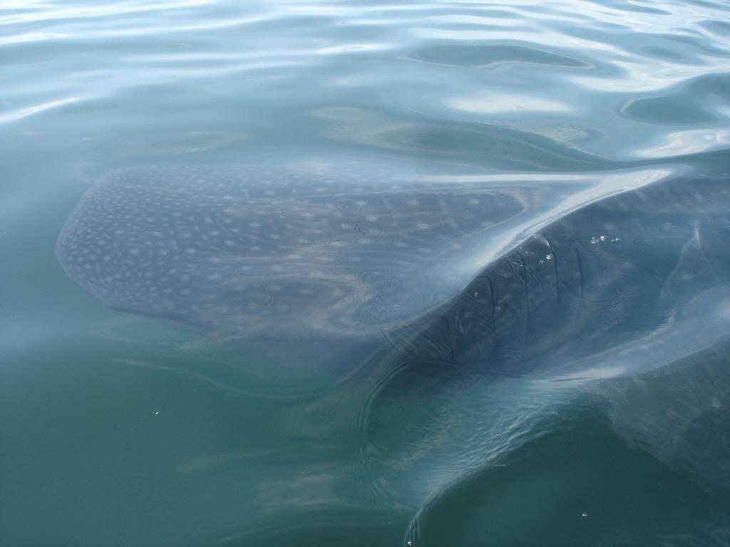 WHALE SHARK