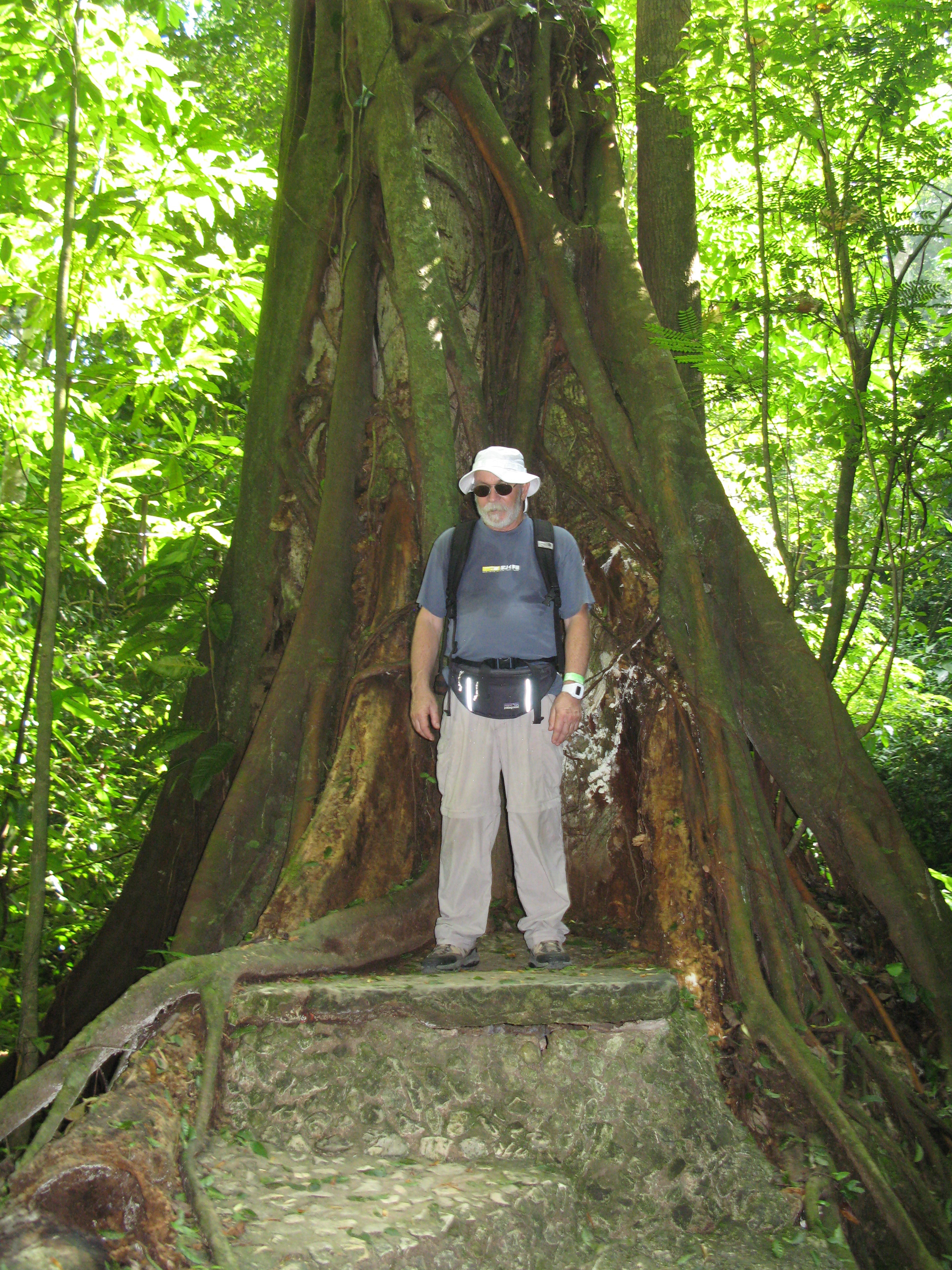 Big Tree in Lacandon Selva CHIAPAS