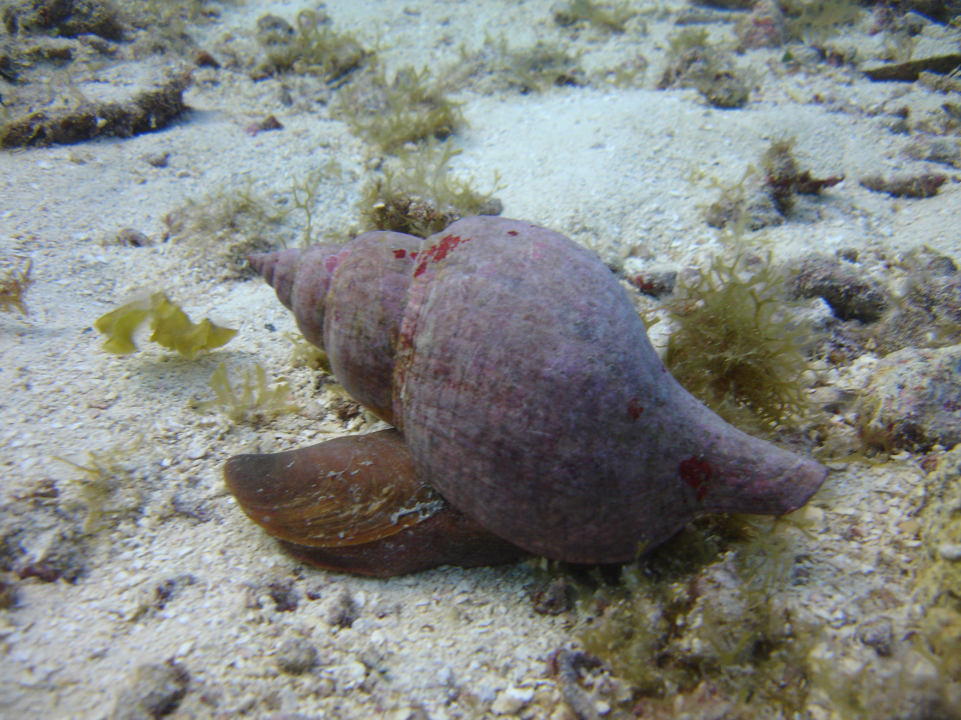 FIST SIZED SNAIL ~ COZUMEL