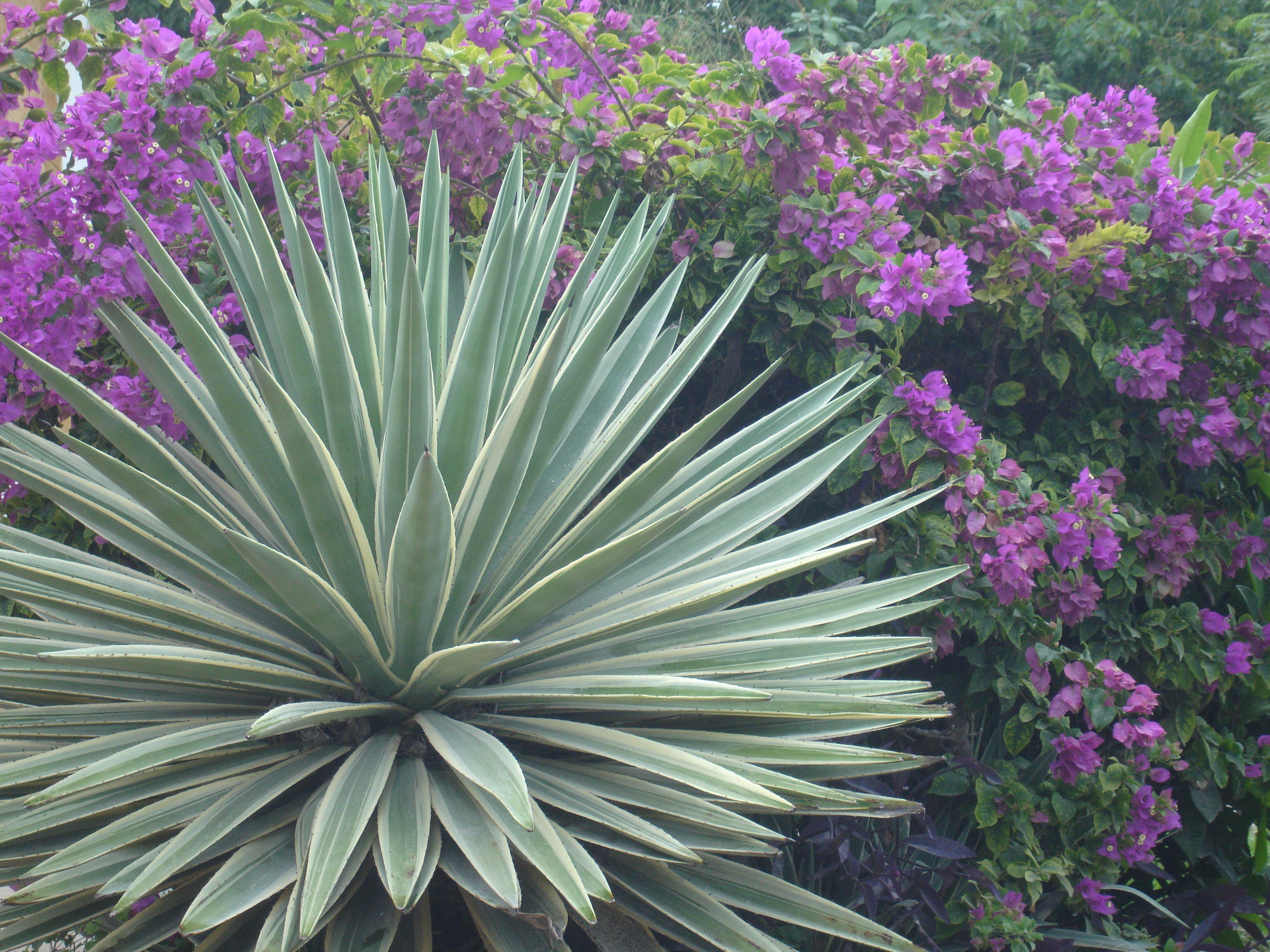 FLORA Isla Mujeres