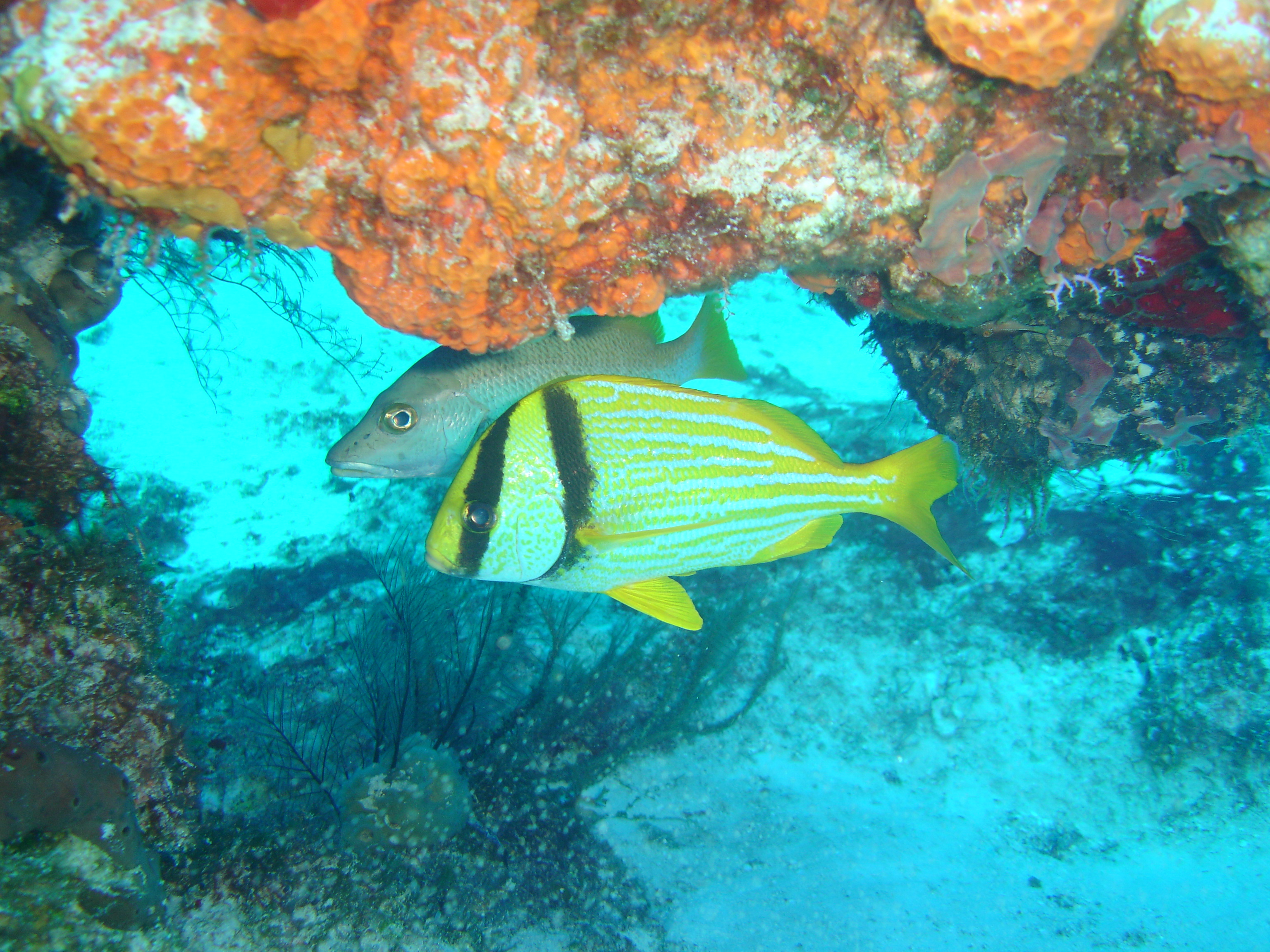 PORK FISH & FRIEND