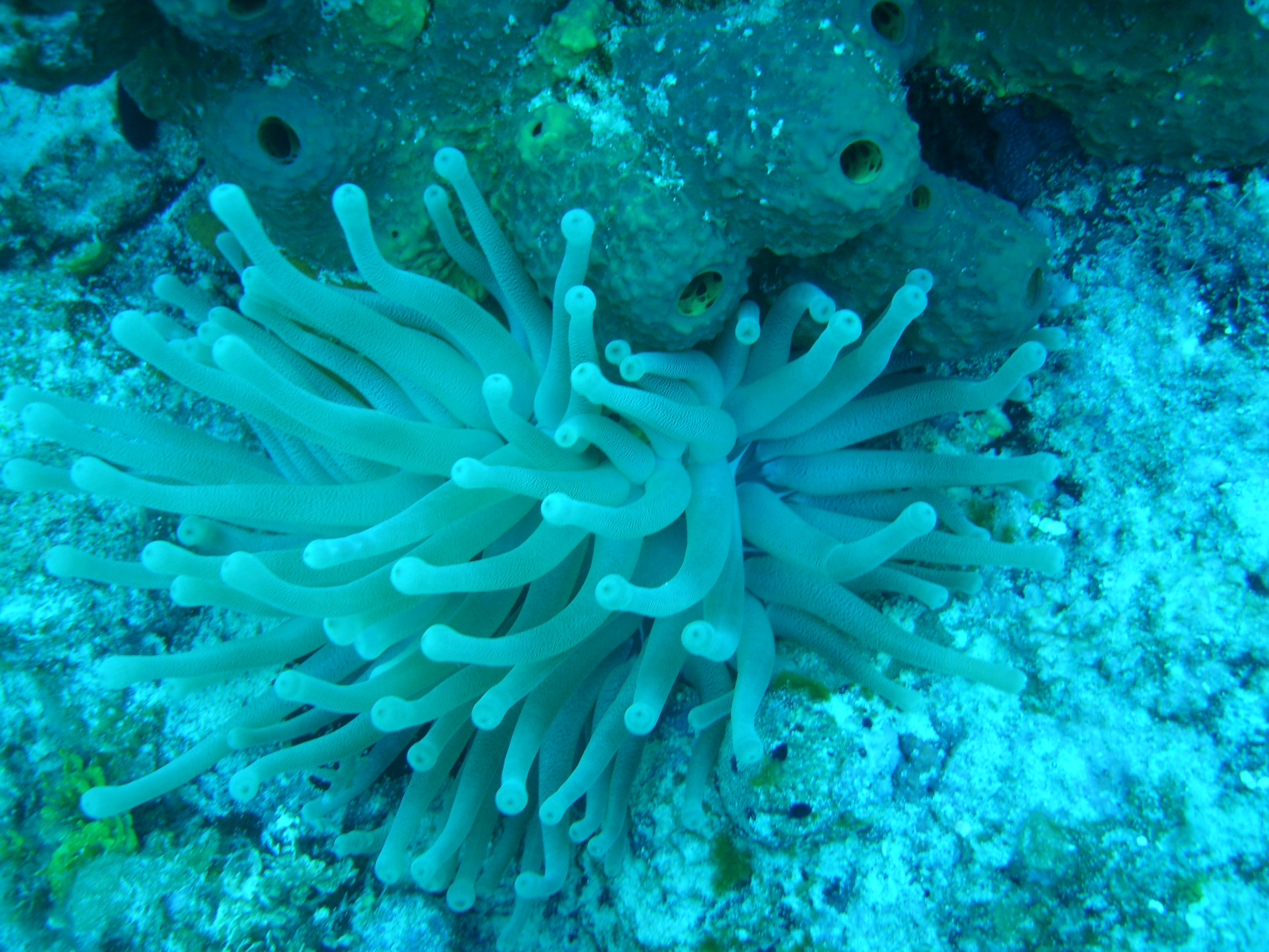 ANEMONE