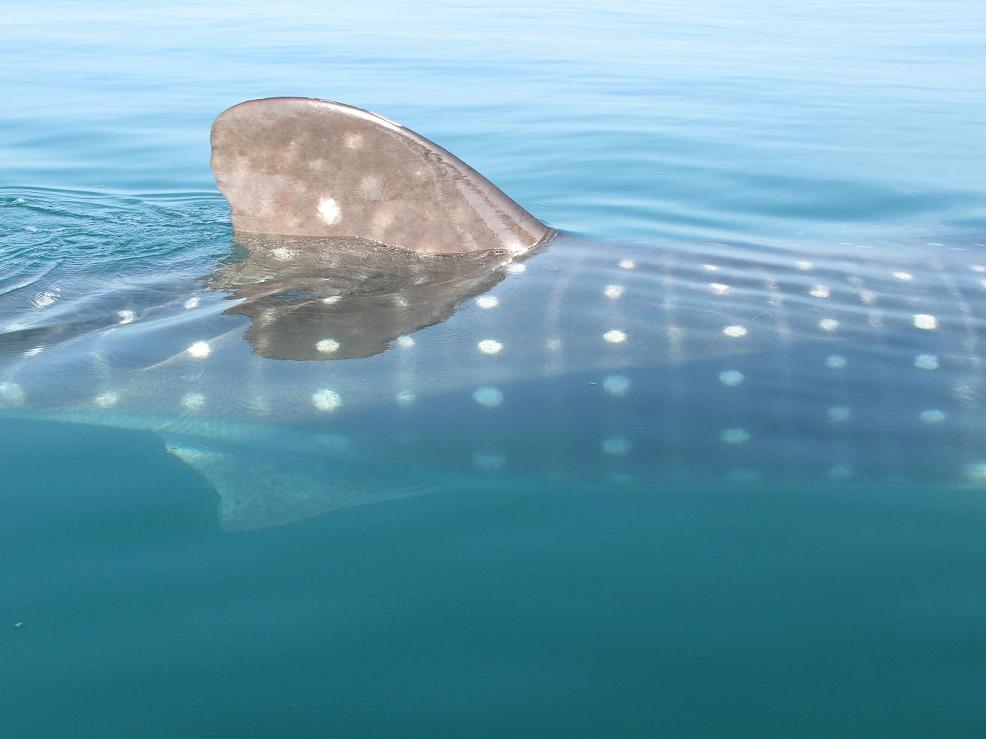 big fin