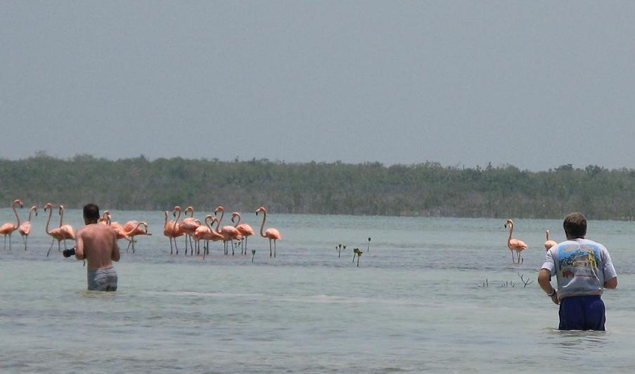 WILD FLAMINGOS ~ CABO CATOCHE