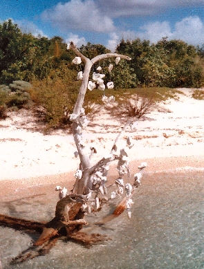 conch tree art
