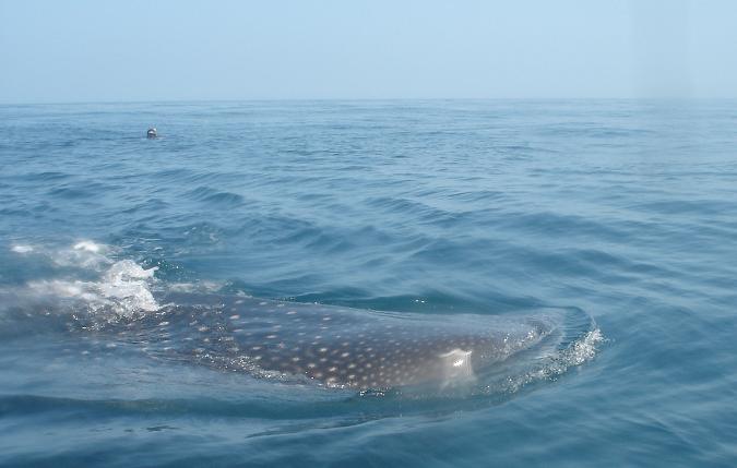Whale Shark with a Swimmer in the distance.