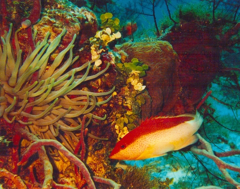 BICOLOR CONEY
