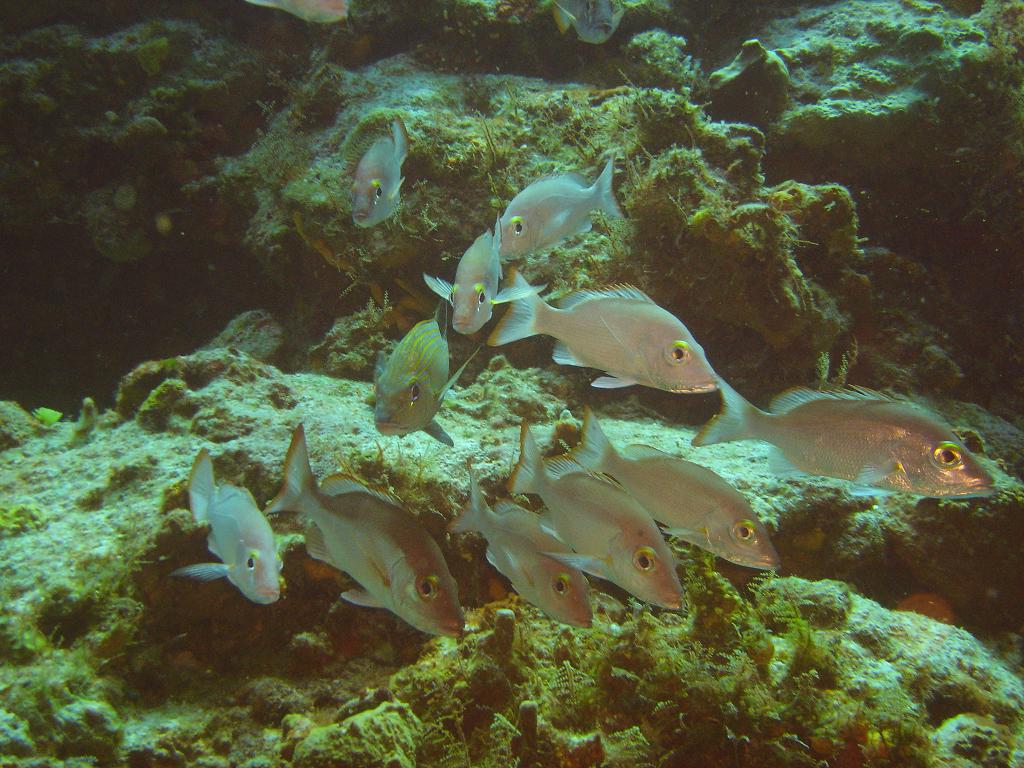 A NICE SCHOOL OF FISH