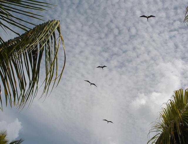 FRIGATE BIRDS ~ HOLBOX