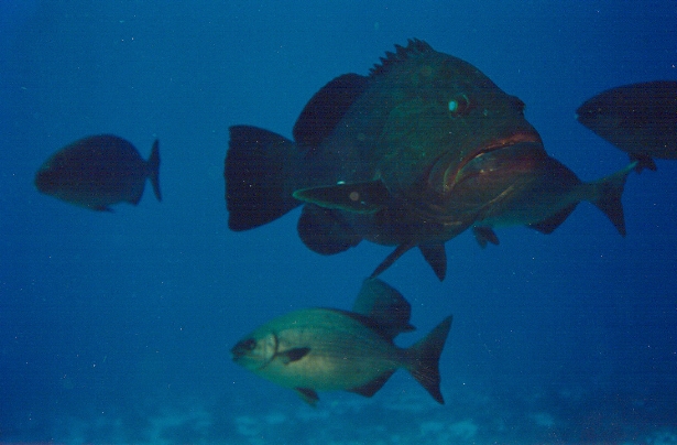 grouper fish