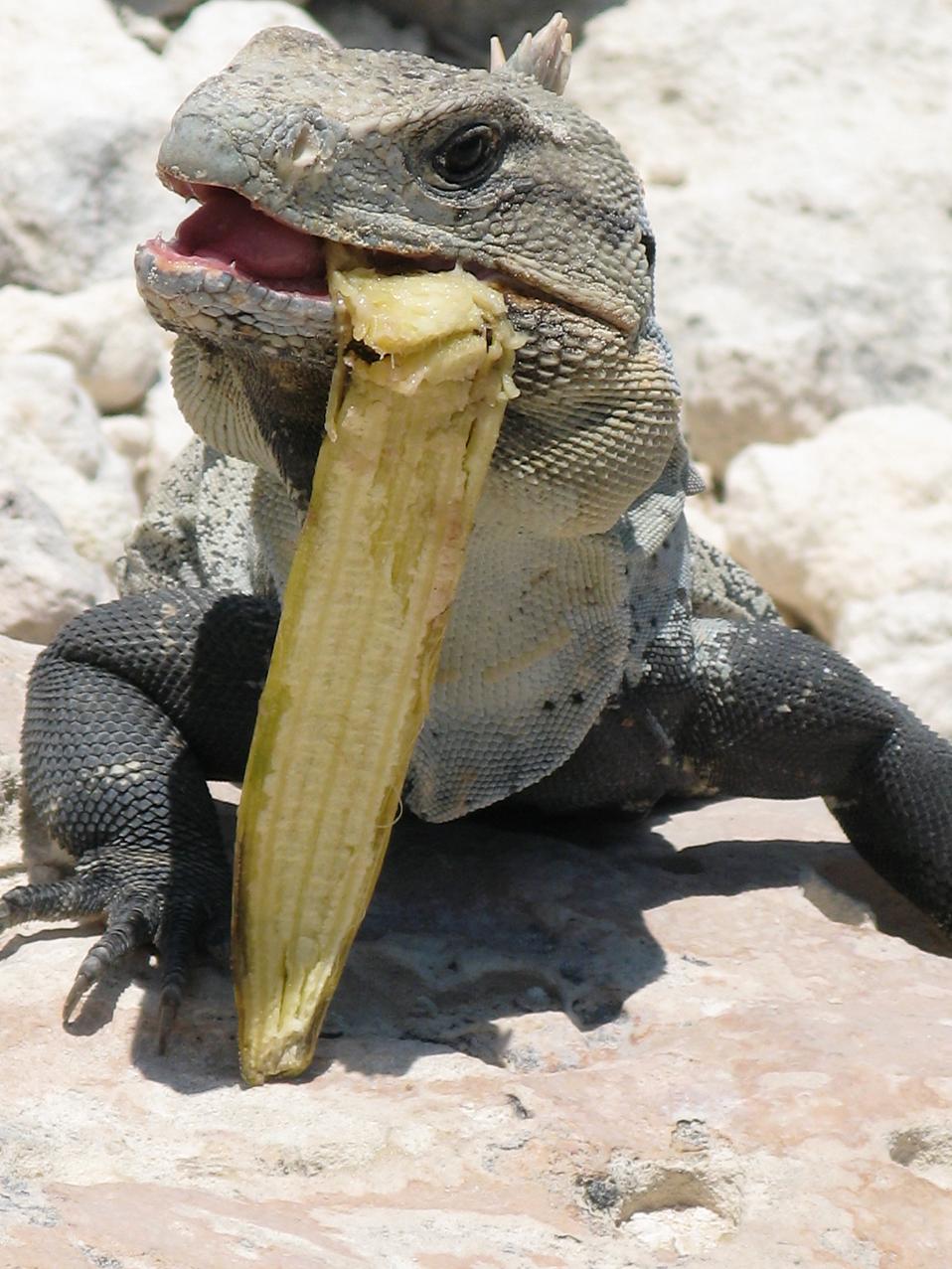 Isla Iguana 5 years B4 the statue
