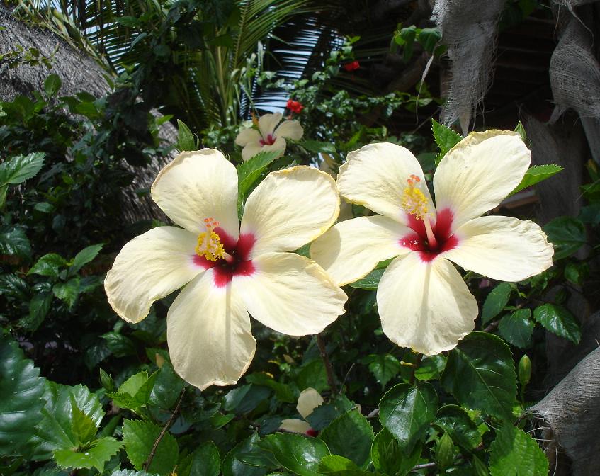 HOLBOX FLORA