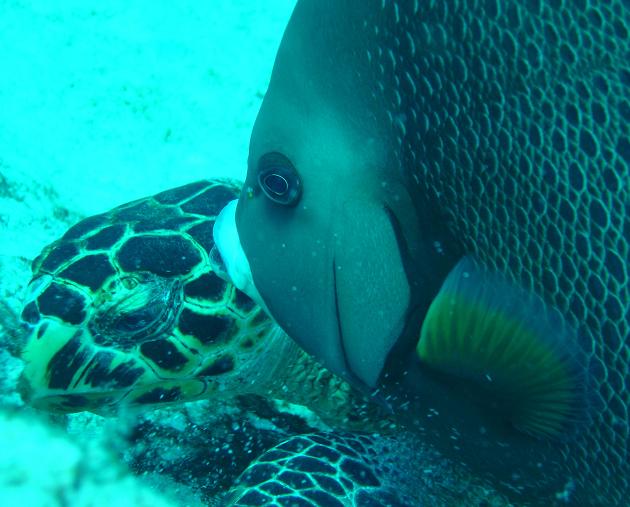 Kiss for a nice Turtle