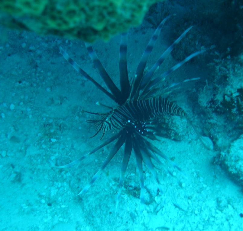 lion_fish