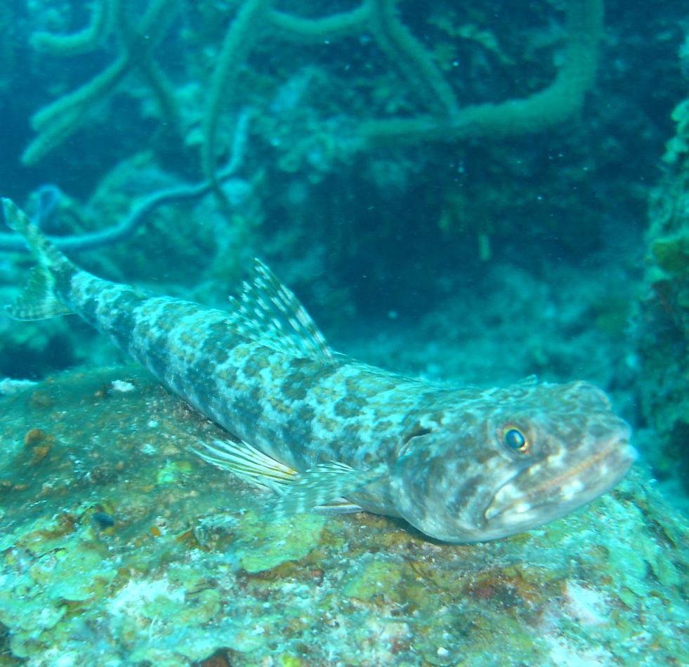 LIZARD FISH ~ BANCO CHINCHORRO
