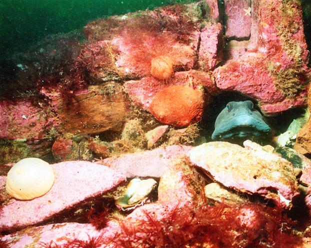 Ocean Pout PEI Canada