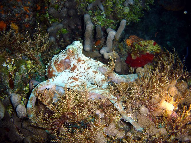 OCTOPUS