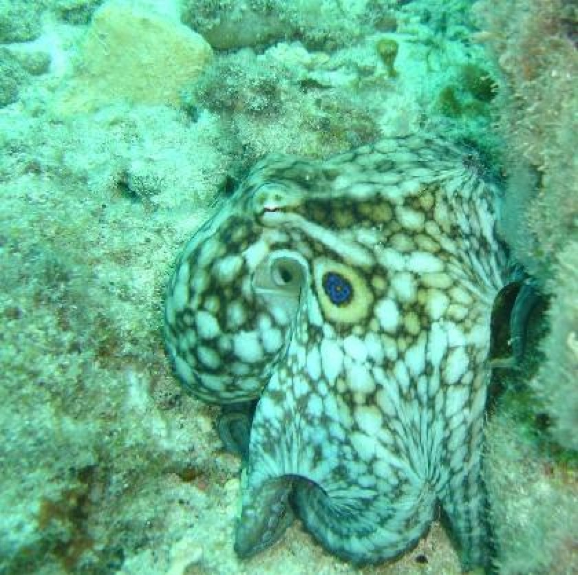 OCTOPUS MAYA COZUMEL
