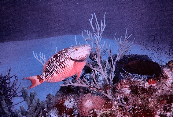 PARROT FISH
