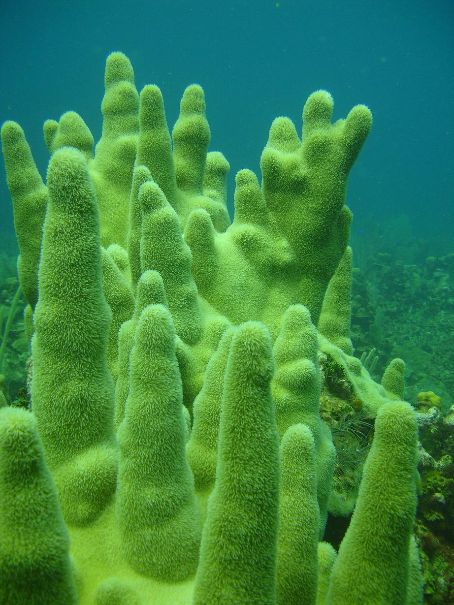 PILLAR CORAL (daylight feeding) MAHAHUAL