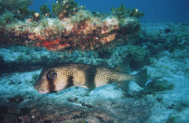 PUFFER FISH ~ ISLA MUJERES