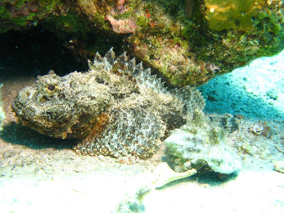 Scorpion Fish