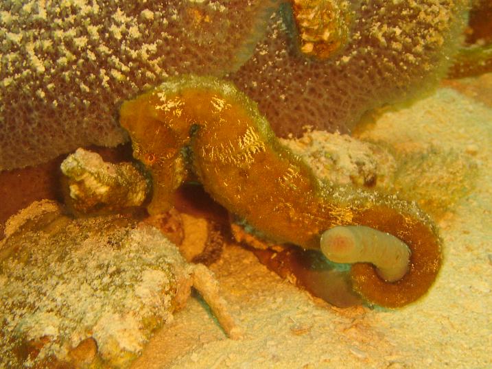 SEA HORSE