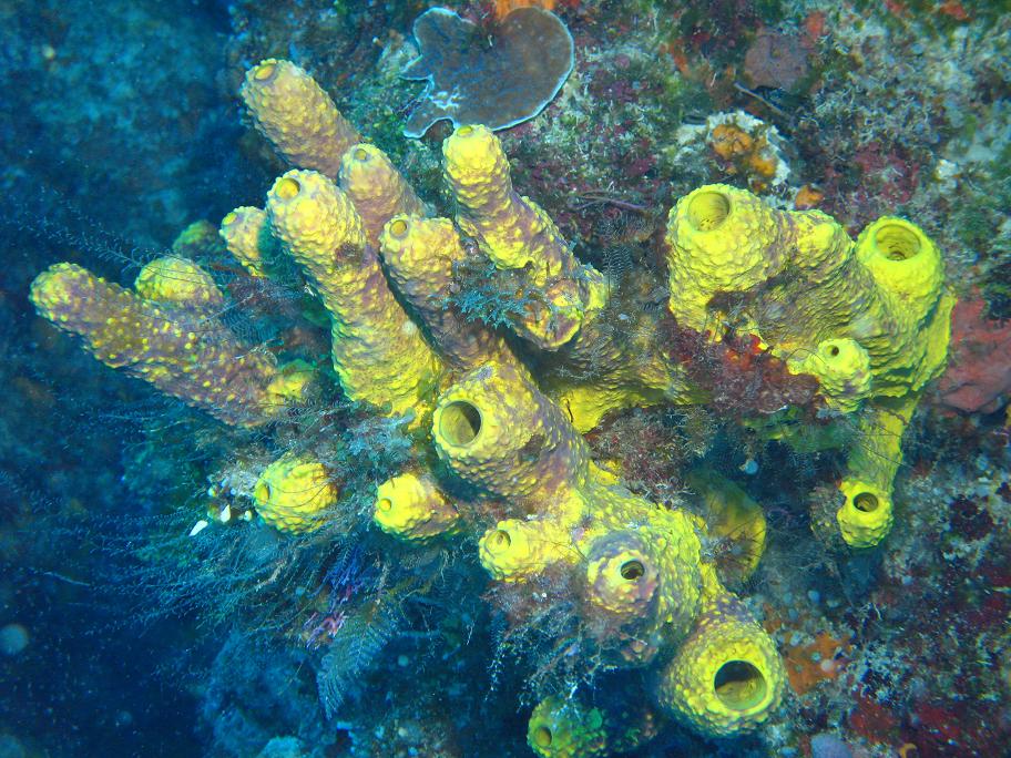 SPONGES