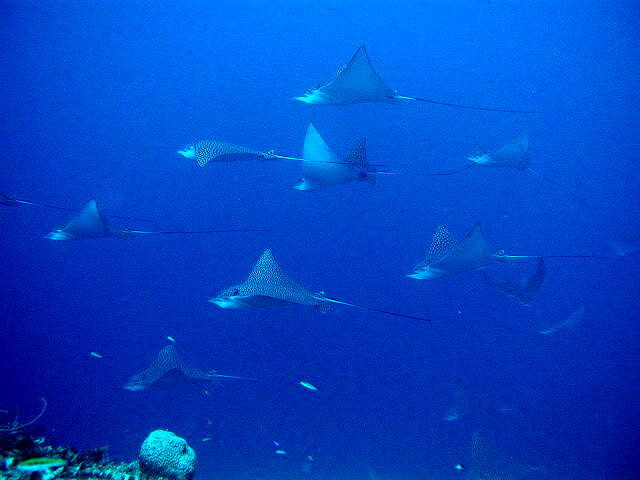 SPOTTED EAGLE RAYS FOTO BY RAY HUNLEY