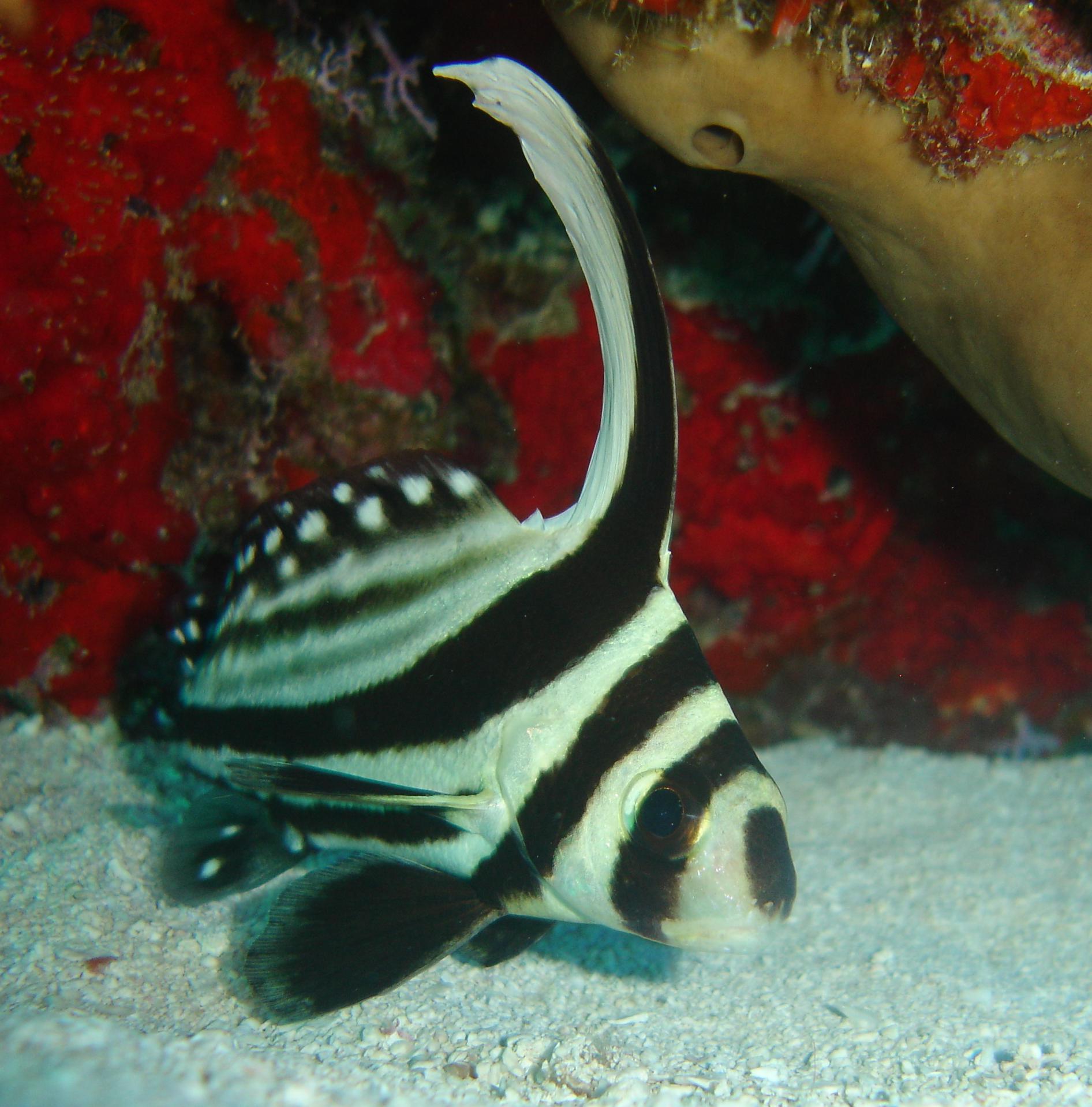spotted drum