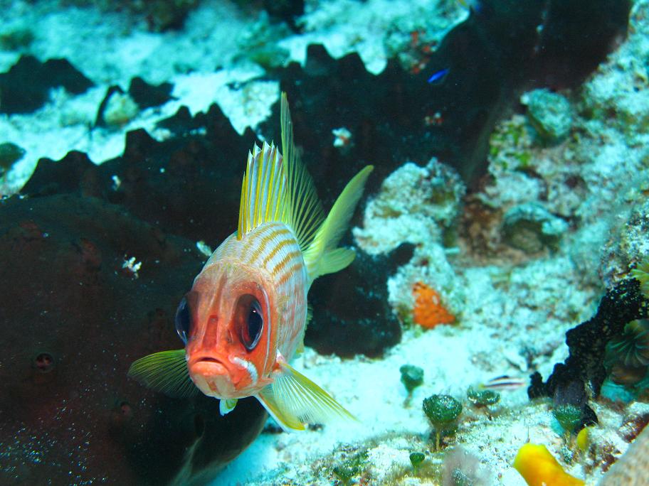 SQIRREL FISH