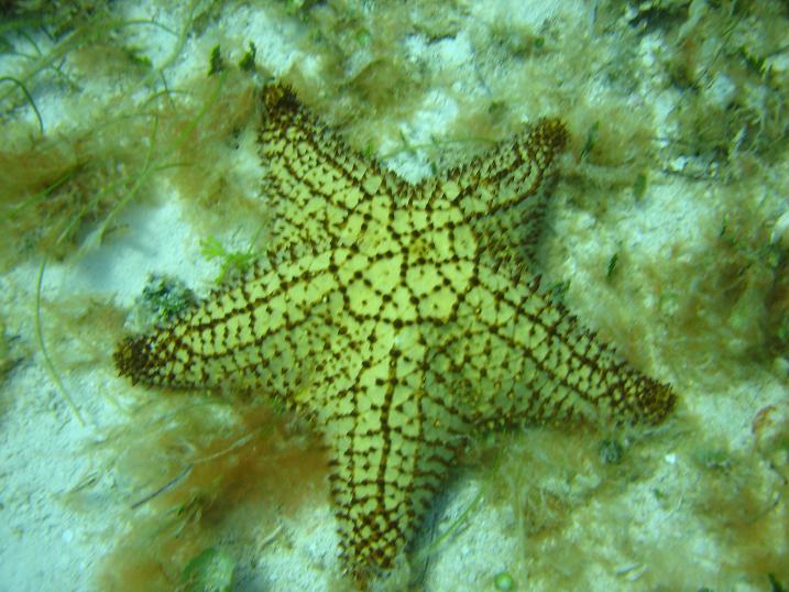 STAR FISH