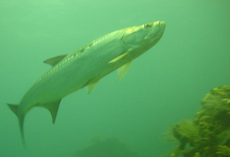 TARPON ~ LA POZA XCALAK