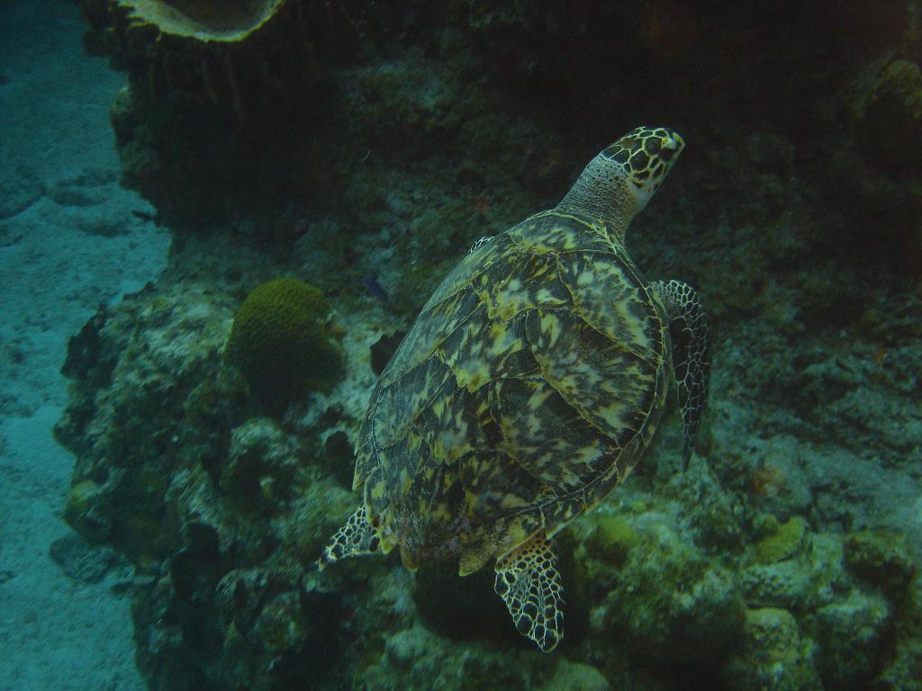 hawksbill turtle