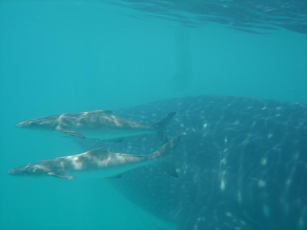 SHARK WITH ESCORTS