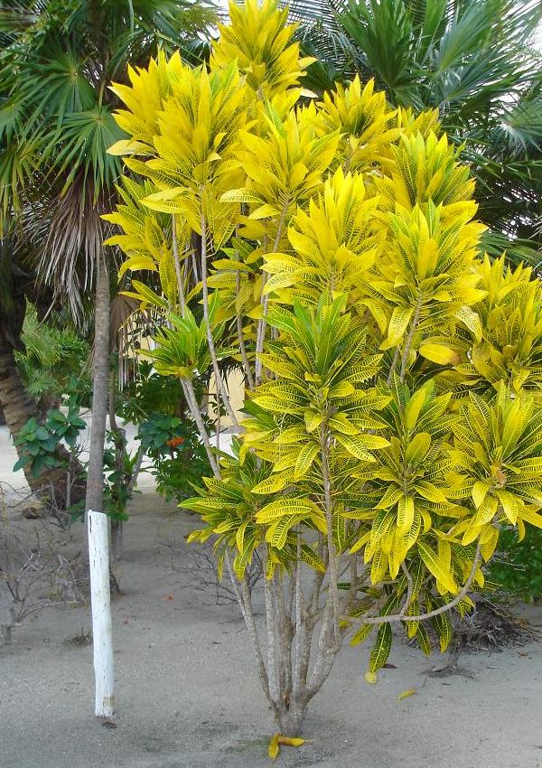 xcalak flora