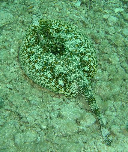 yellow stingray