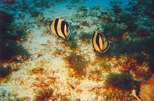 Butterfly Fish